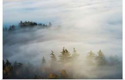 Morning sun lights up the fog, Astoria, Oregon, United States of America