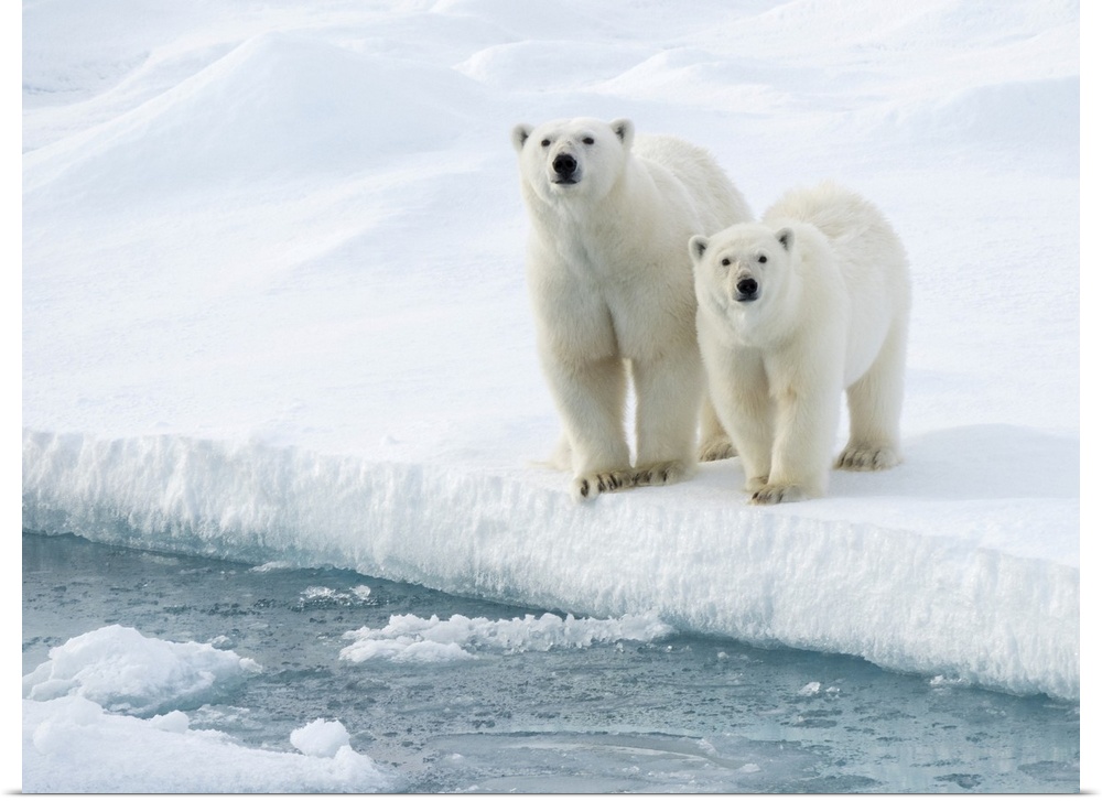 Mother and cub Polar bears (Ursus maritimus) at water's edge; Spitsbergen, Svalbard, Norway