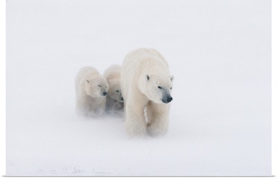 Mother Polar Bear & 2 Cubs in Snow Storm Churchill Canada Winter