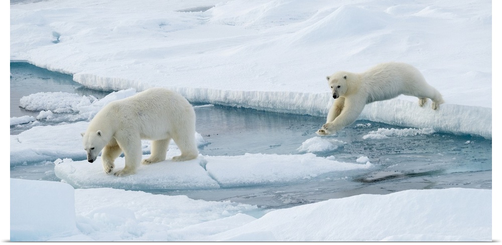 Mother Polar bear (Ursus maritimus) and a yearling cub leap over a seawater channel; Spitsbergen, Svalbard, Norway