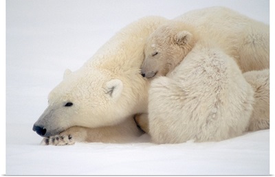 Mother Polar Bear & Cub Huddle in Snow Storm