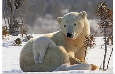 Mother Polar Bear Playing With Her Cub In The Snow, Manitoba, Canada