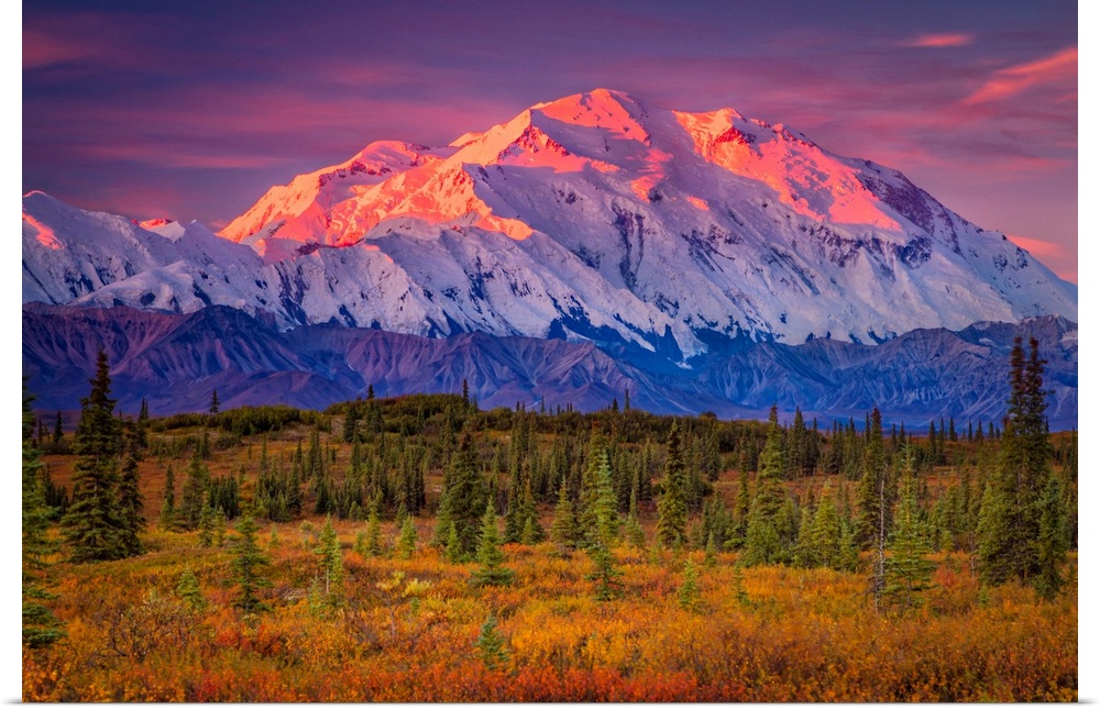 Mount Denali (McKinley) glow at sunrise. Autumn coloured tundra in the foreground in Denali National Park and Preserve, In...