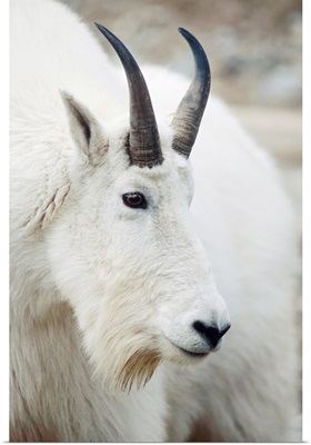 Mountain Goat In Alberta, Canada