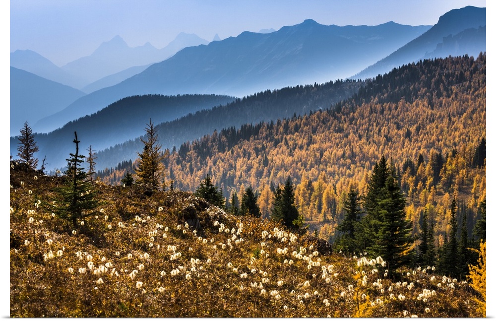Mountain Range and Autumn Larch Along Rock Isle Trail, Sunshine Meadows, Mount Assiniboine Provincial Park, British Columb...