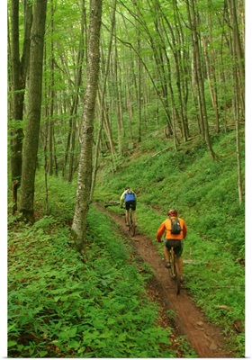 Mountainbikers on Props Run, a single track trail.; Monongahela National Forest, Slatyfork, West Virginia.