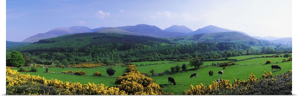 Mourne Mountains, County Down, Ireland, Grazing Animals