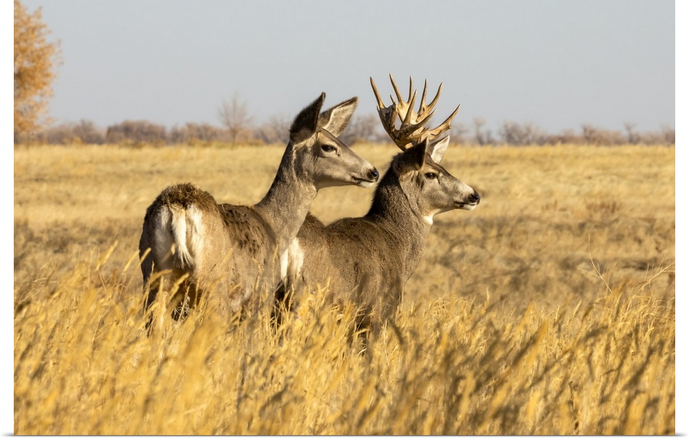 Mule deer buck and doe (Odocoileus hemionus) standing in grass; Steamboat Springs, Colorado, United States of America