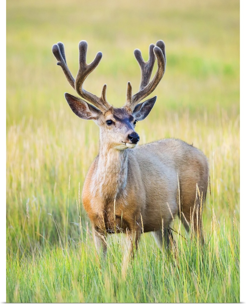 Mule deer buck (Odocoileus hemionus) standing in grass; Steamboat Springs, Colorado, United States of America