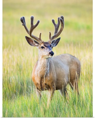 Mule Deer Buck, Steamboat Springs, Colorado