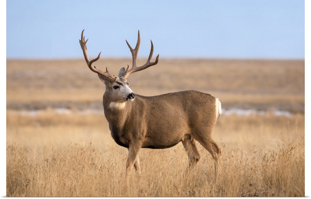 Mule deer buck (Odocoileus hemionus) standing in grass; Steamboat Springs, Colorado, United States of America