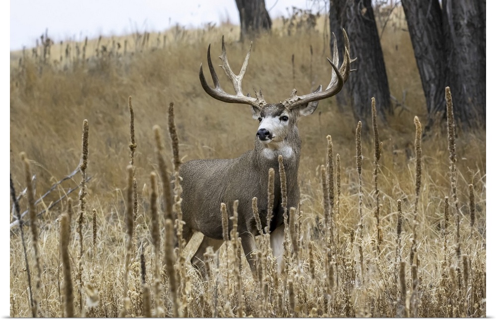 Mule deer (odocoileus hemionus) buck standing in a grass field, Denver, Colorado, united states of America.