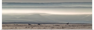 Mule Deer On The Prairies With Fog Shrouded Coulees And Buttes, Canada