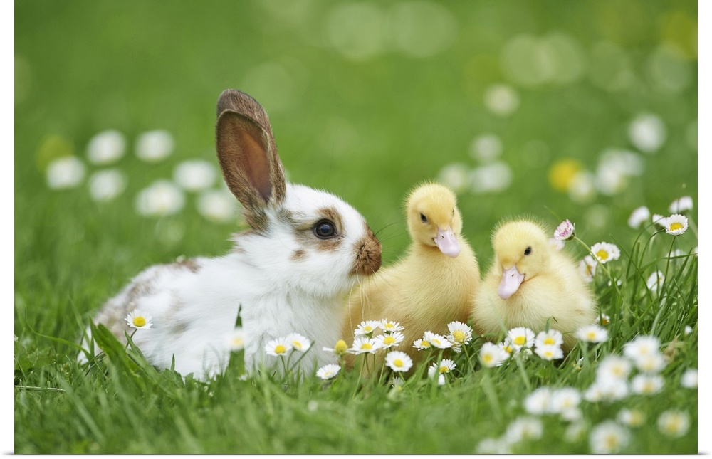 Muscovy Ducklings (Cairina moschata) and Domestic Rabbit on Meadow in Spring, Upper Palatinate, Bavaria, Germany