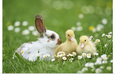 Muscovy Ducklings And Domestic Rabbit On Meadow In Spring, Bavaria, Germany
