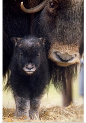 Musk-Ox Cow and Calf, Southcentral Alaska