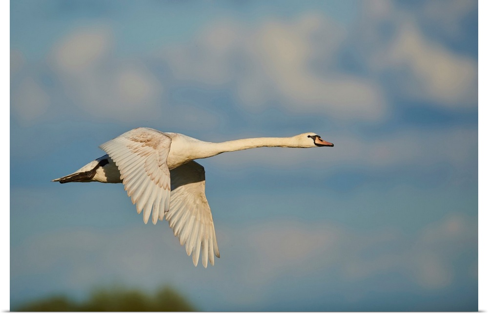 Mute swan flying in the sky with coloured clouds, Bavarian Forest, Bavaria, Germany