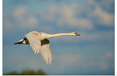 Mute Swan Flying In The Sky With Coloured Clouds, Bavarian Forest, Bavaria, Germany
