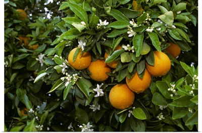 Navel oranges on the tree with blossoms, Porterville, California