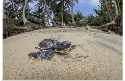 Newly Hatched Baby Green Sea Turtle, Beach Off The Island Of Yap, Micronesia