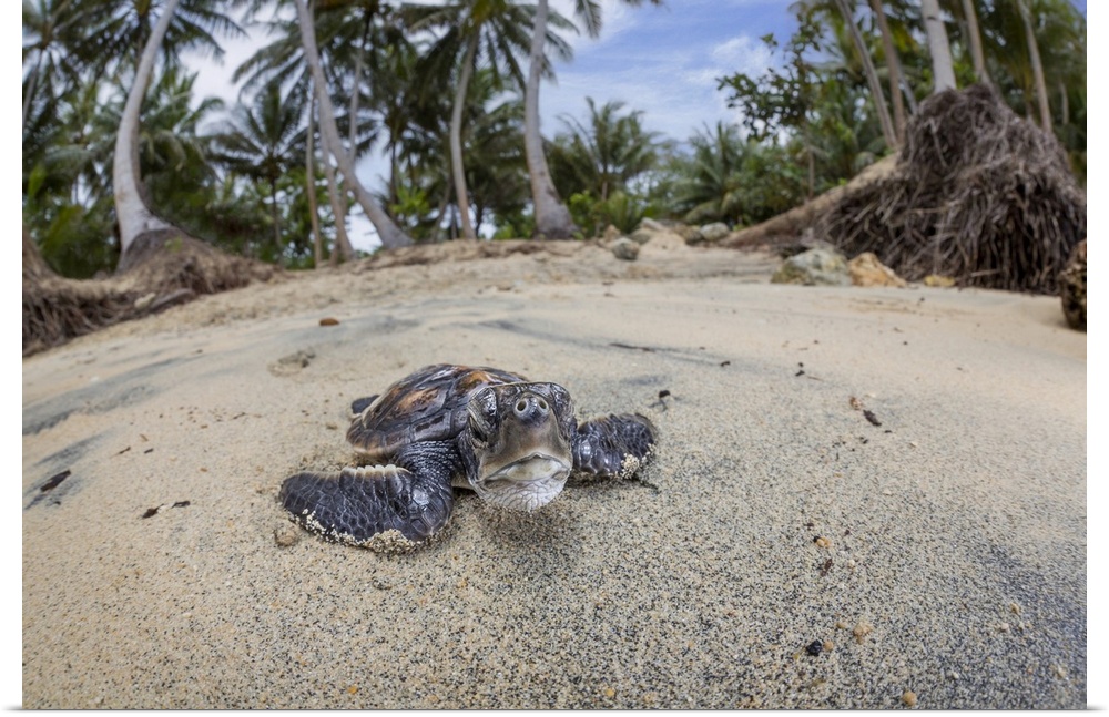 Newly hatched baby Green sea turtle (Chelonia mydas), an endangered species, makes it's way across the beach to the ocean ...