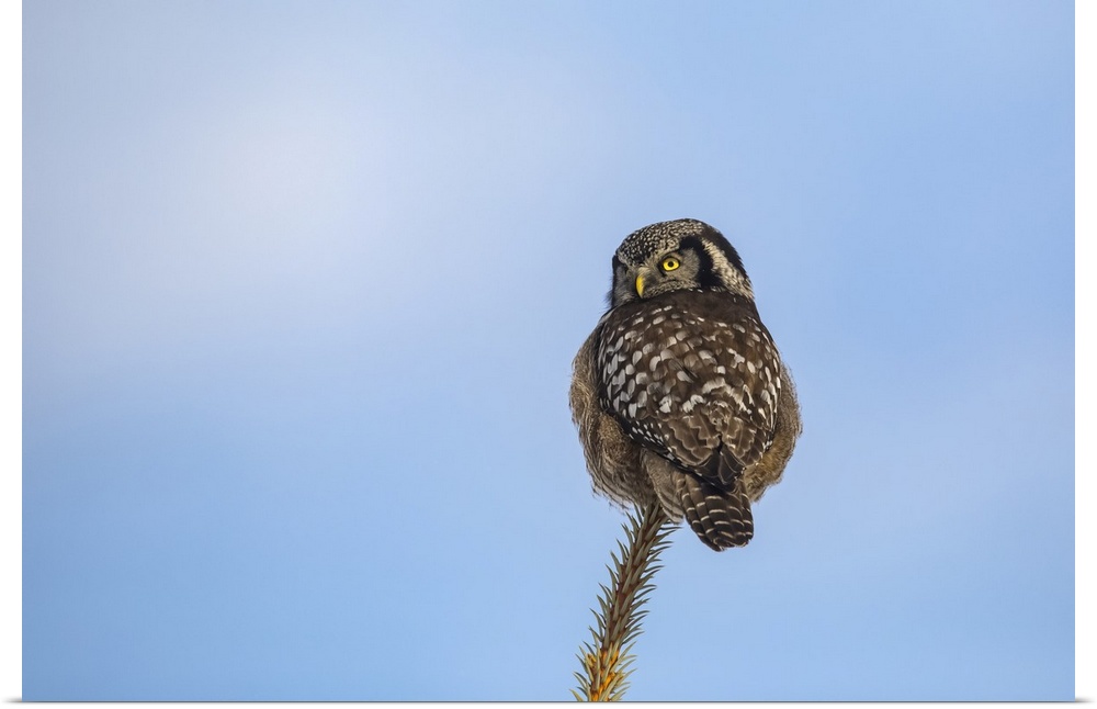 Northern Hawk Owl (Surnia ulula), known for sitting on the highest perch possible while looking for prey such as voles mov...
