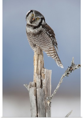 Northern Hawk Owl Perched On Snag On Copper River Delta, Southcentral Alaska