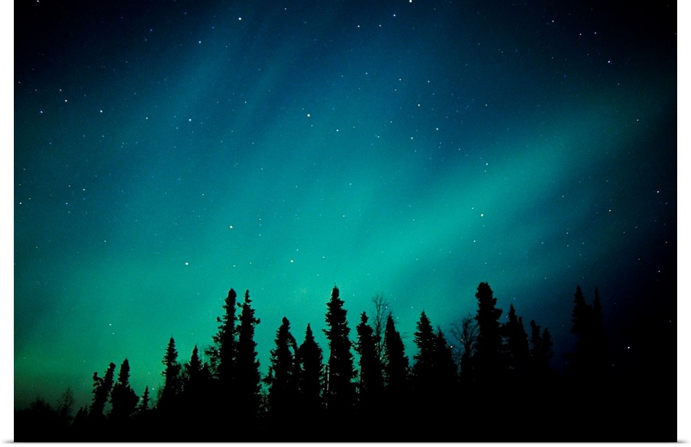 Landscape photograph on a giant canvas of the Aurora Borealis over the Black Spruce forest, near Trapper Creek, during win...