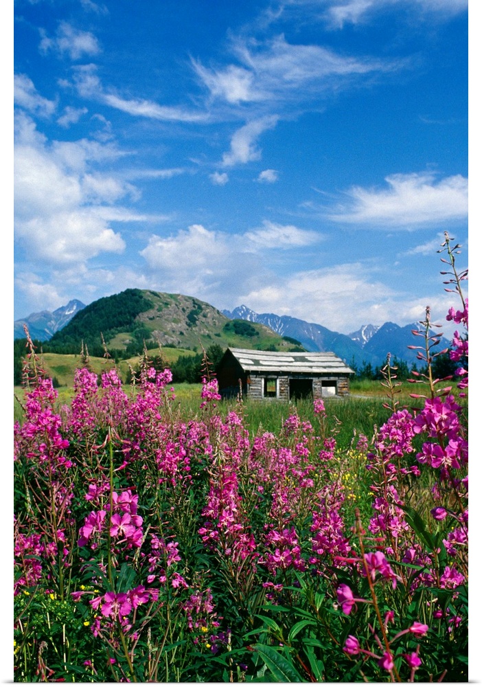 Wooden shack in front of a mountain range in a field of wildflowers in Alaska.