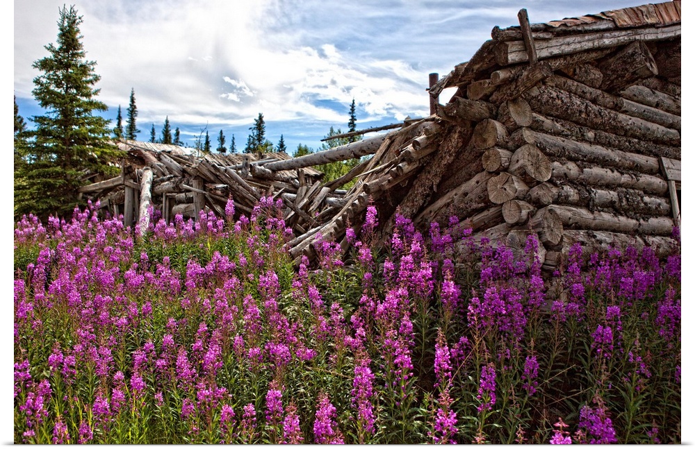 Old Trappers Cabin Surrounded By Fireweed At Silver City, Yukon, Canada