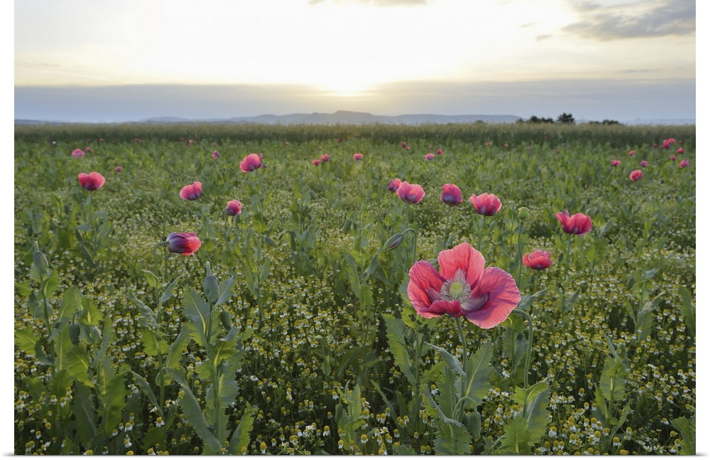 Opium Poppies (Papaver somniferum) in field at Sunrise, Summer, Germerode, Hoher Meissner, Werra Meissner District, Hesse,...
