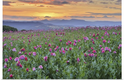 Opium Poppy Field At Sunrise, Werra Meissner District, Hesse, Germany
