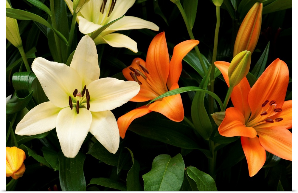 Orange and white lily flowers and buds.