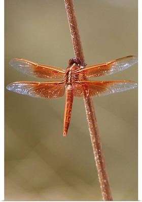 Orange Dragonfly, Flame Skimmer Perched On A Stick