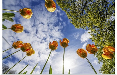 Orange Tulips Reaching For The Blue Sky, Whitburn Village, Tyne And Wear, England