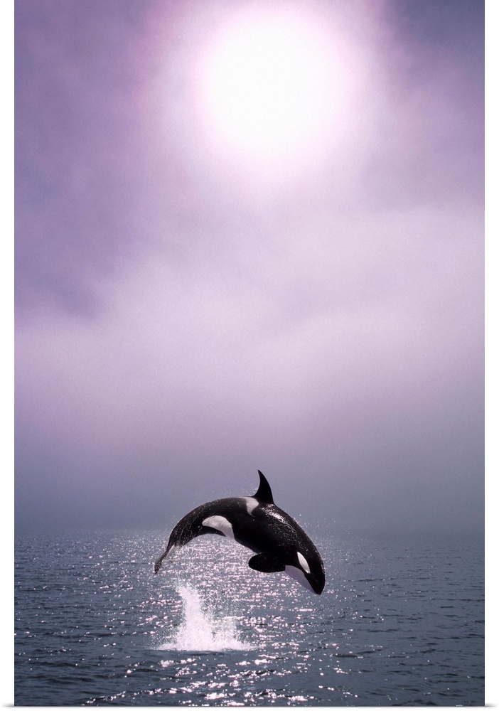 Orca Breaching in Fog Composite Alaska Southeast