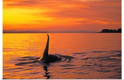 Orca, Johnstone Strait, British Columbia, Canada, Orcinus Orca