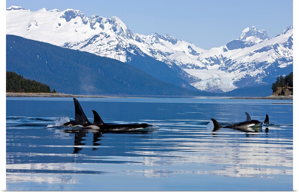 Orca surface in Lynn Canal near Juneau with Herbert Glacier and Coast Range beyond