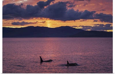 Orca Swim Toward A Colorful Sunset In The San Juan Islands, Washington