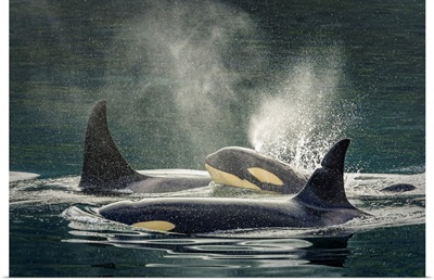Orca, Vancouver Island, British Columbia, Canada