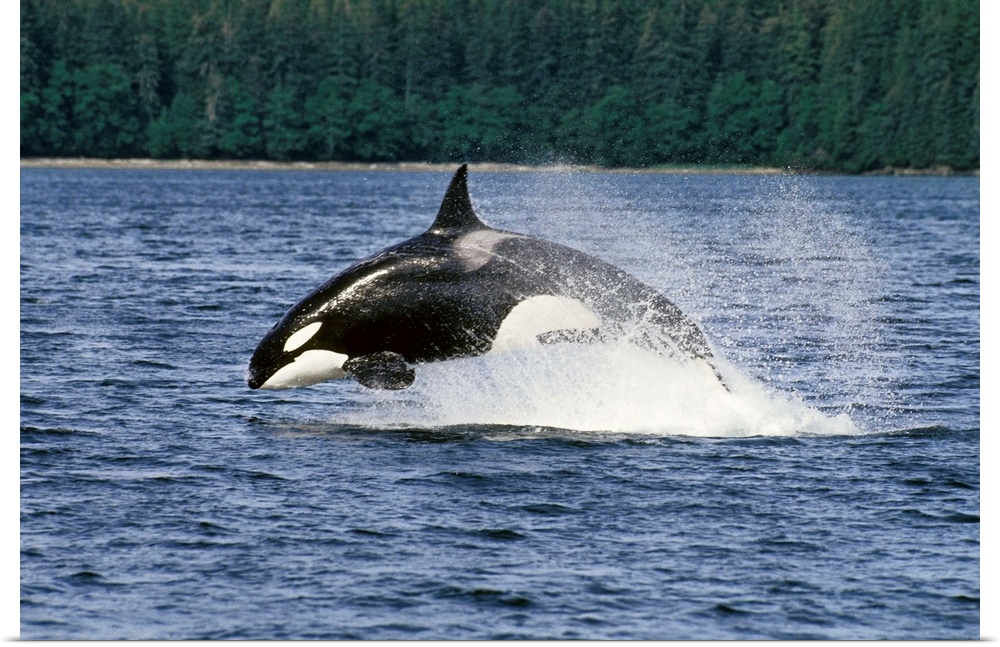 Orca whale breaching Cross sound inside passage SE AK Southeast Alaska summer