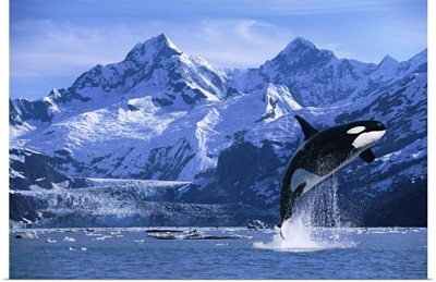 Orca Whale Breaching Glacier Bay