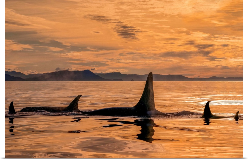 Orca whale (Orcinus orca) pod in Chatham Strait at sunset, Southeast Alaska; Alaska, United States of America.