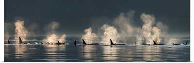 Orca whales come to the surface on a calm day in Lynn Canal, Alaska, near Juneau