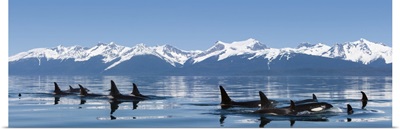 Orca whales come to the surface on a calm day in Lynn Canal, Alaska, near Juneau