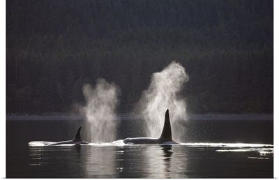 Orca Whales Surface Along A Forested Shoreline, Southeast Alaska