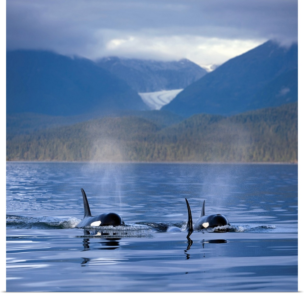 Orca Whales surface in Alaska's Inside passage with the Coastal Range and Eagle Glacier in the background, Southeast Alaska