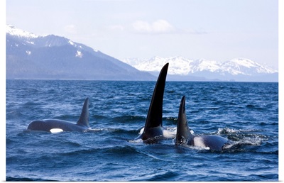 Orca Whales surface in Lynn Canal with Chilkat Mountains in the distance, Alaska