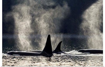 Orca Whales surfacing