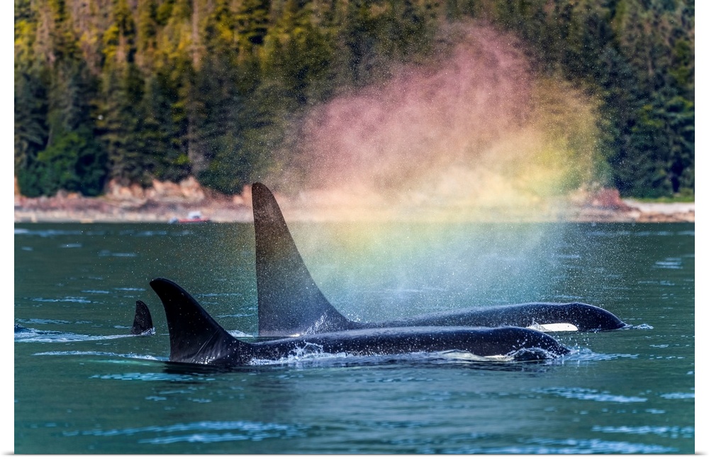 Orcas (Orcinus orca), also known as a Killer Whales, surface in Chatham Strait, a 'rainbow' forms in the blow as they exha...